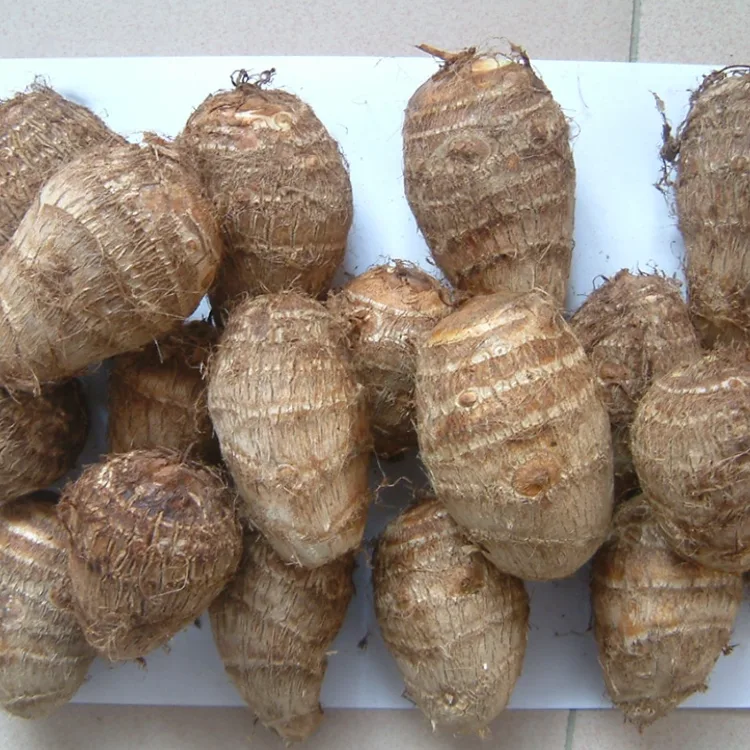 ফিল্ড ফ্রেশ তারো