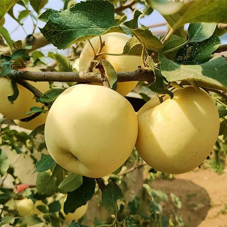 তাজা গোল্ডেন সুস্বাদু আপেল