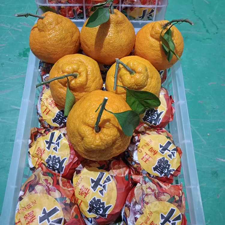 তাজা শিরানুই ম্যান্ডারিন