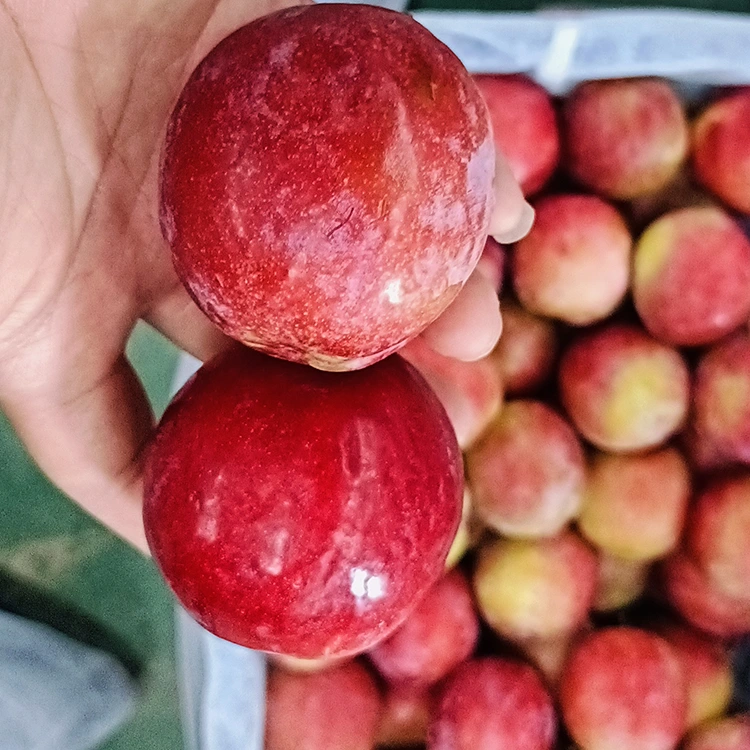 তাজা মিষ্টি লাল Meiyi বরই