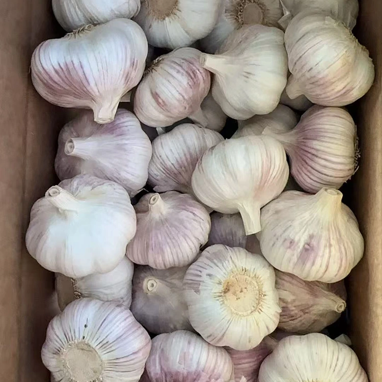 Premium Firm and Plump Normal White Garlic