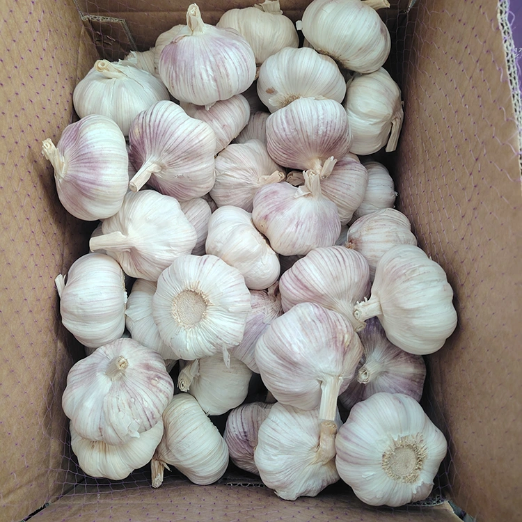 Premium Firm and Plump Normal White Garlic