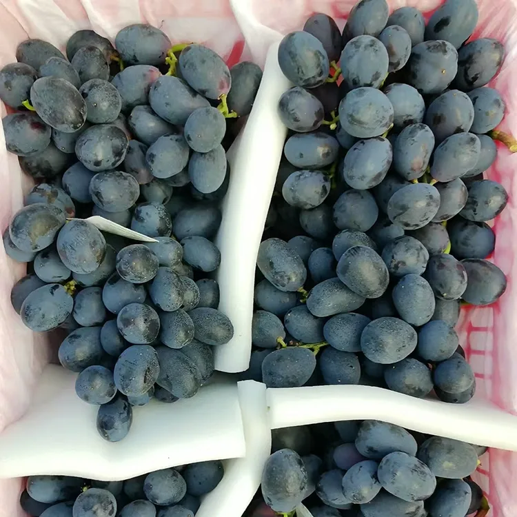Freshly Harvested Black Grapes