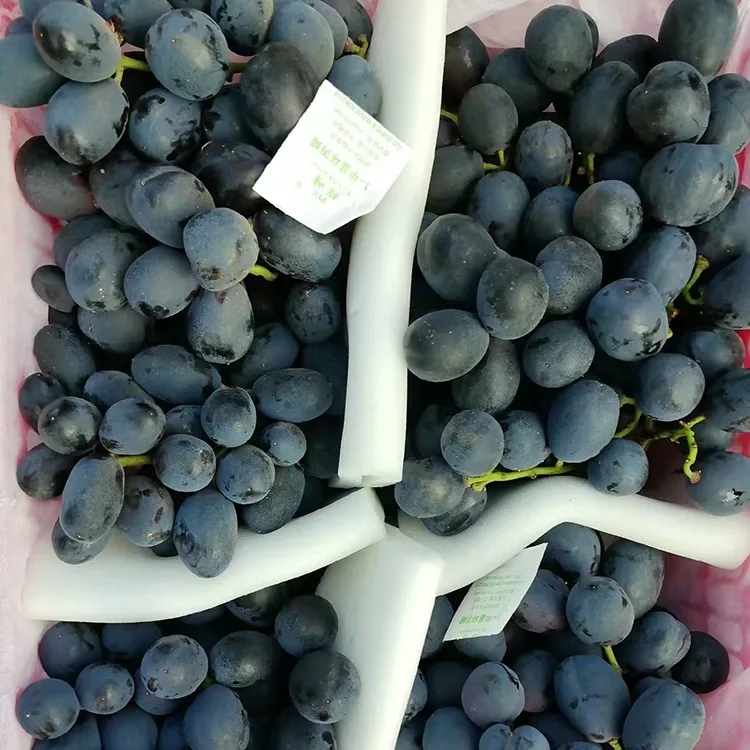 Freshly Harvested Black Grapes
