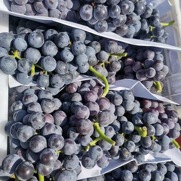 Freshly Harvested Black Grapes