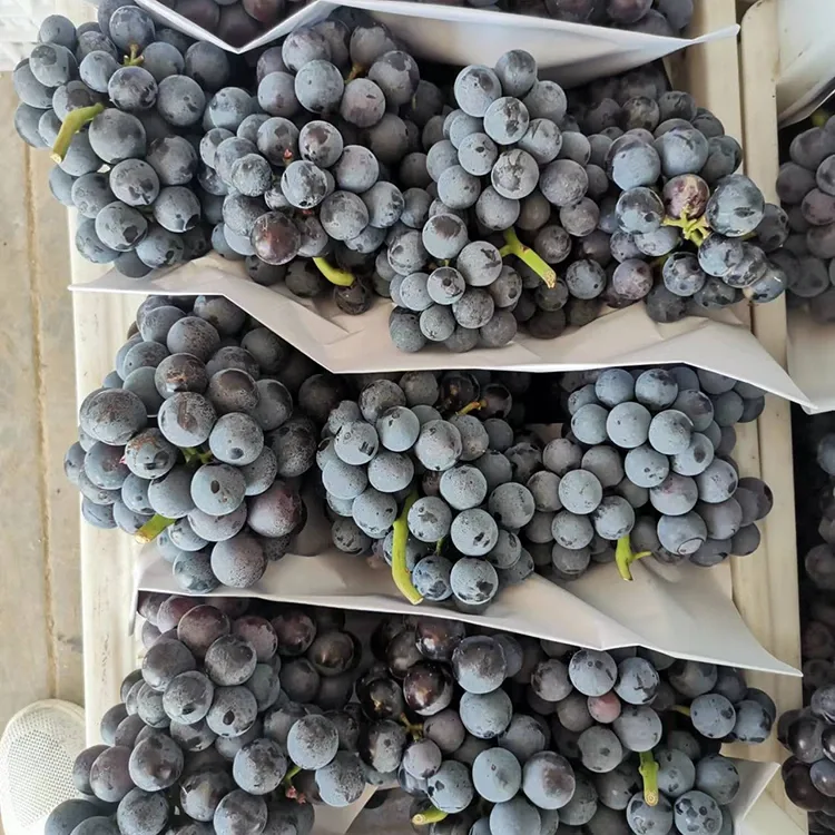 Freshly Harvested Black Grapes