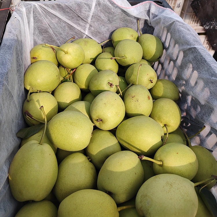 Naturally Sweet Shandong Pears