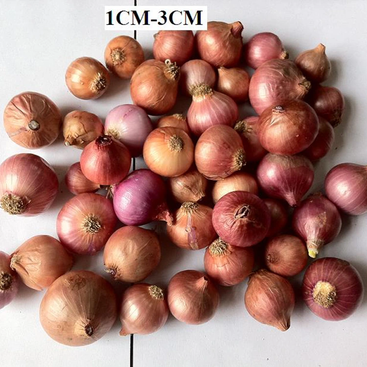Selected Fresh Little Pearl Onions