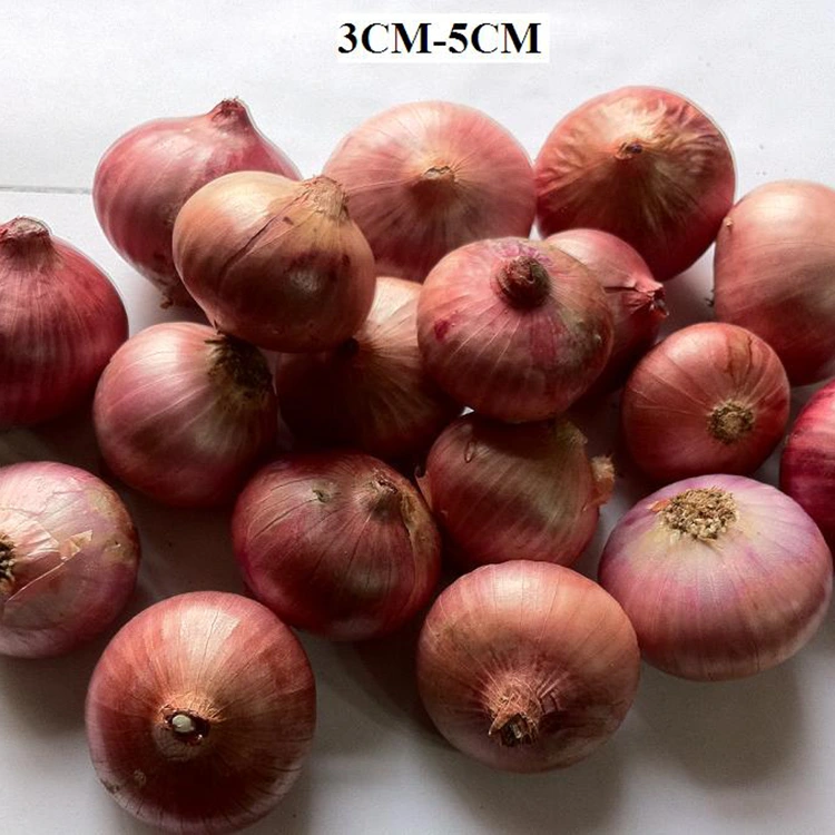 Selected Fresh Little Pearl Onions