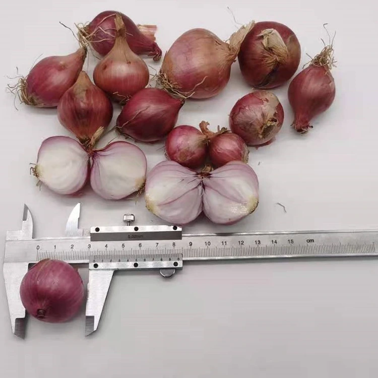 Selected Fresh Little Pearl Onions