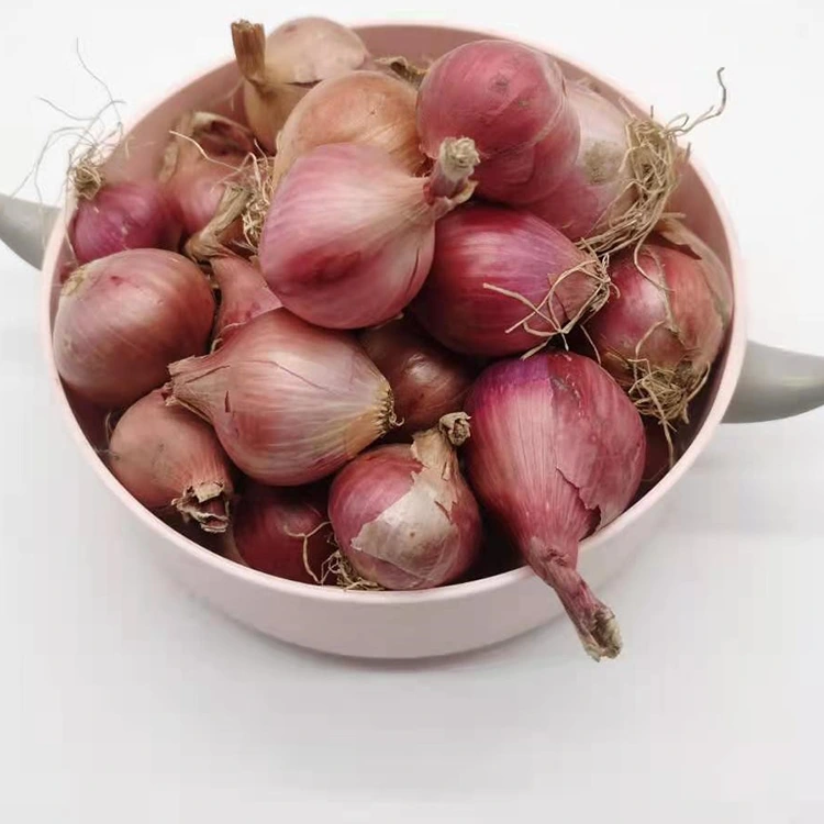 Selected Fresh Little Pearl Onions