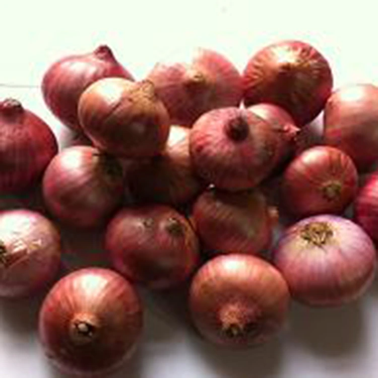 Selected Fresh Little Pearl Onions