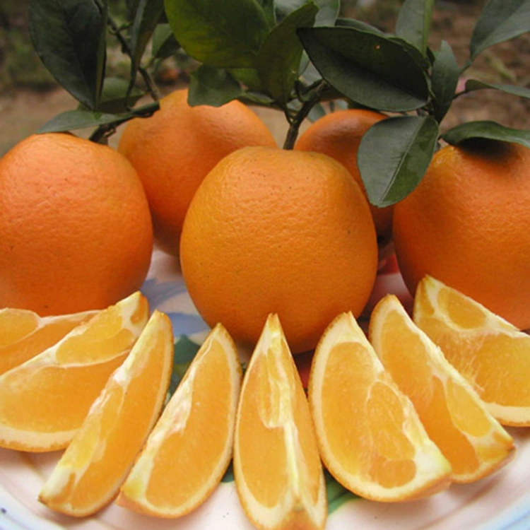 প্রিমিয়াম তাজা রসালো মিষ্টি নাভি কমলা