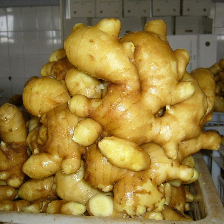 মশলাদার তাজা সুগন্ধি আদা